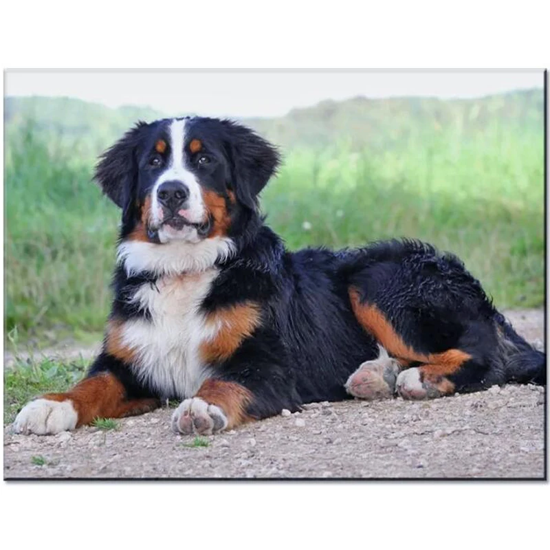 bernese mt dogs for sale