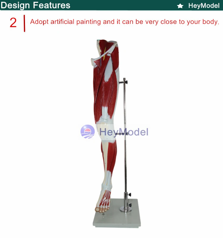 Heymodel нижних конечностей мышцы с основной сосудистой модель
