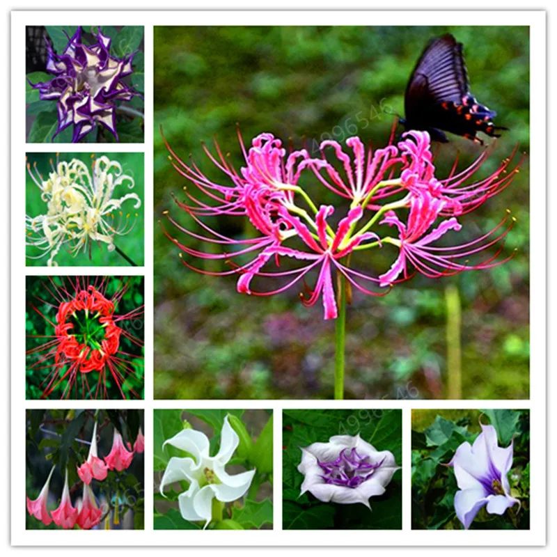 

100Pcs/Bag Mandala Bonsai Plants Rare Datura Flower perennial flowers for home Garden Beautiful Potted Plant free shipping
