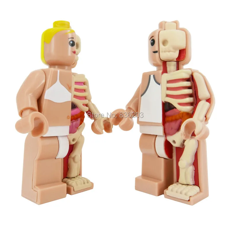 4D master vision Micro female Dissected figfunny модель Jason Freeny каркас анатомической