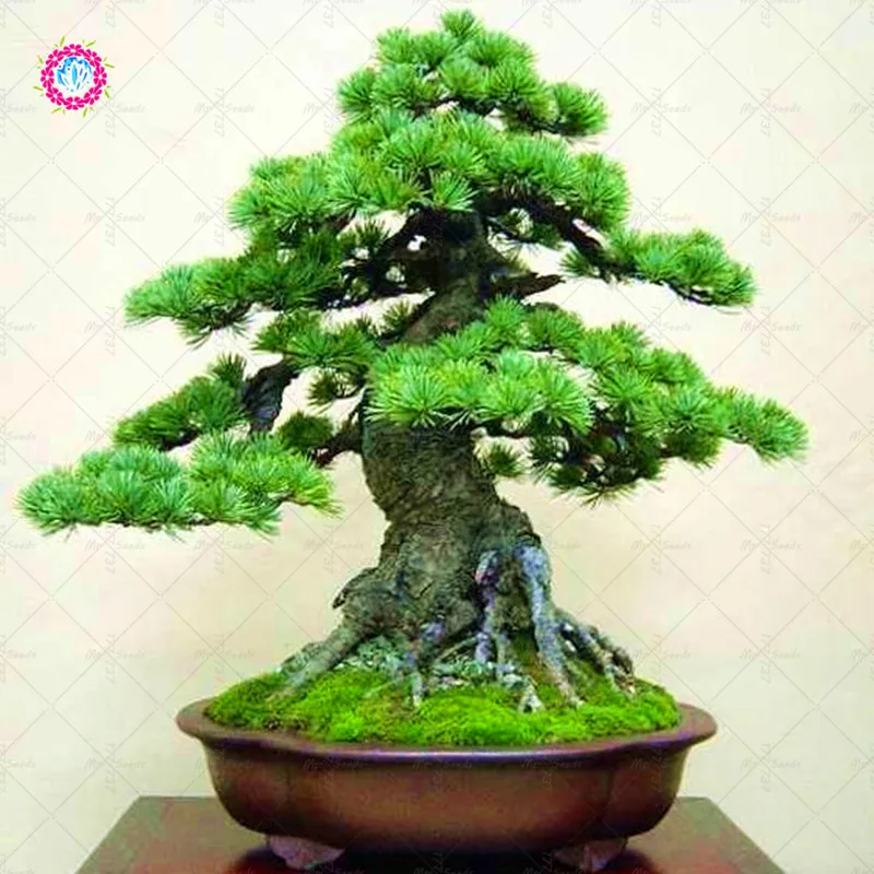 bonsai baum garten, 10/bolsa de enebro bonsái flores en maceta oficina bonsái purifica, Design ideen