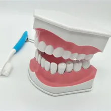 Demo / can pull teeth / mouth model Teach children to brush teeth model with teethbrush