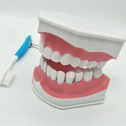 Demo / can pull teeth / mouth model Teach children to brush teeth model with teethbrush