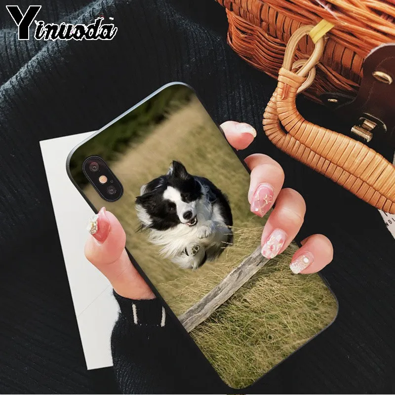 cute Border collie Dog
