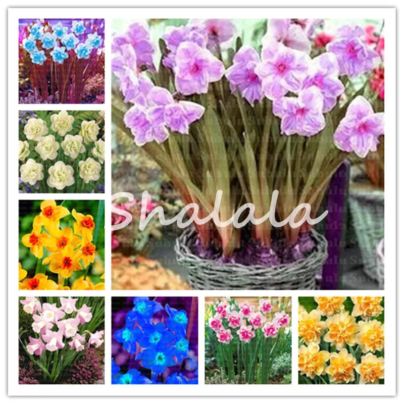 

100pcs Bonsai Colorful Narcissus ,daffodil flower Absorption Radiation aquatic plants double petals Narcissus garden home plant