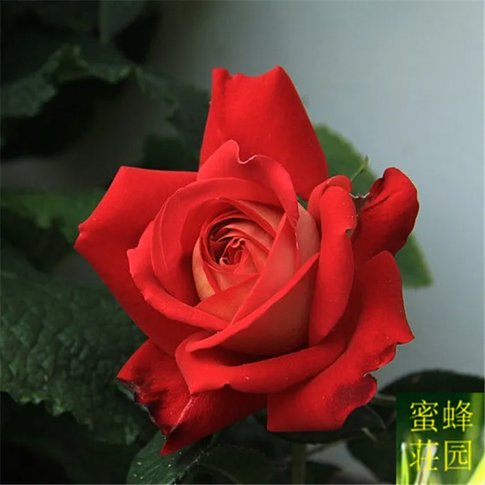 

Newly harvested authentic rose flower bonsais climbing rose season four seasons planting vine rose bonsai 100pcs