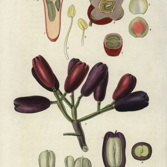 Caryophyllus Aromaticus  Clove Spice Flowera Poster Print By <ALIMT >&reg;</ALIMT> Florilegius Mary Evans (18 X 24)