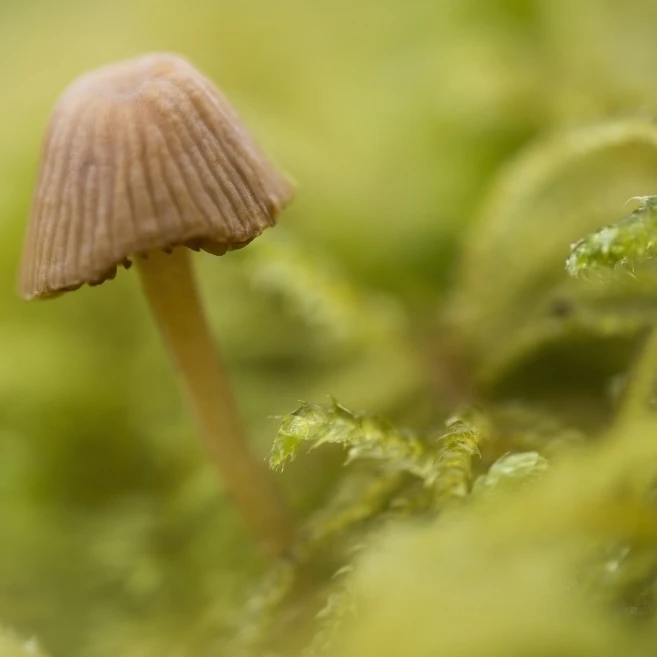A tiny mushroom grows in the moss; Astoria  Oregon  United States of America Poster Print (19 x 12)