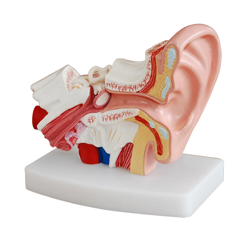 1.5X увеличенный человеческий ушной анатомическая модель уха для слухового аппарата клиник уход за ушами обучение