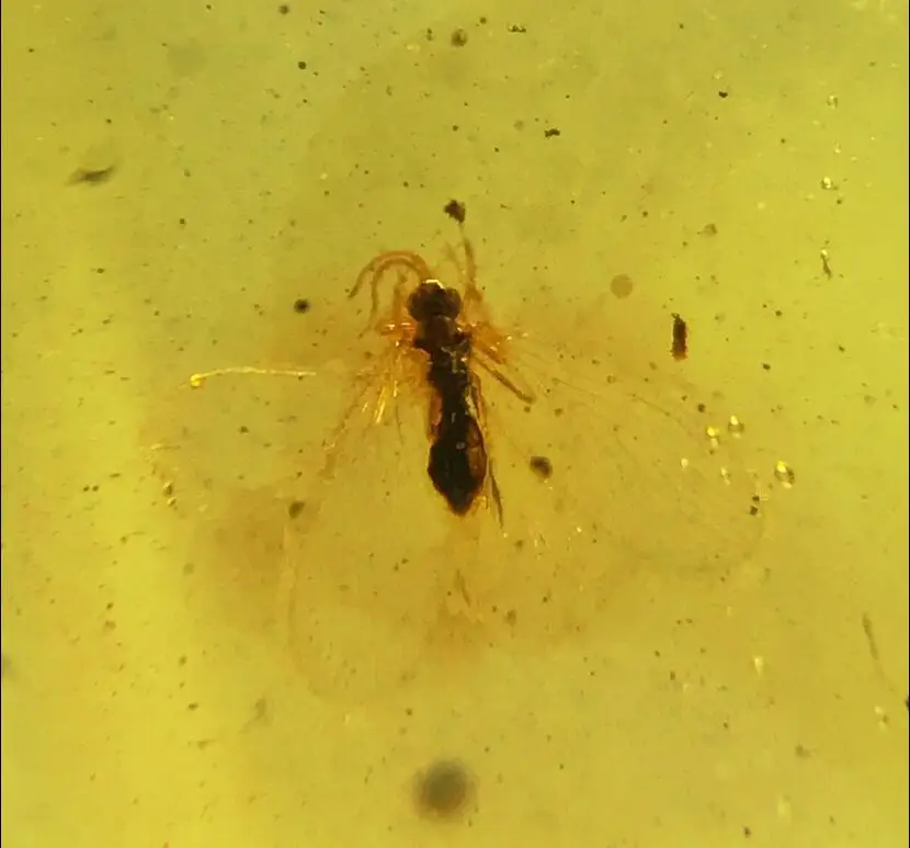 Neroptera Berothidae sandfly бурмитовый необработанный Myanmar Янтарный насекомое 100 миллионов