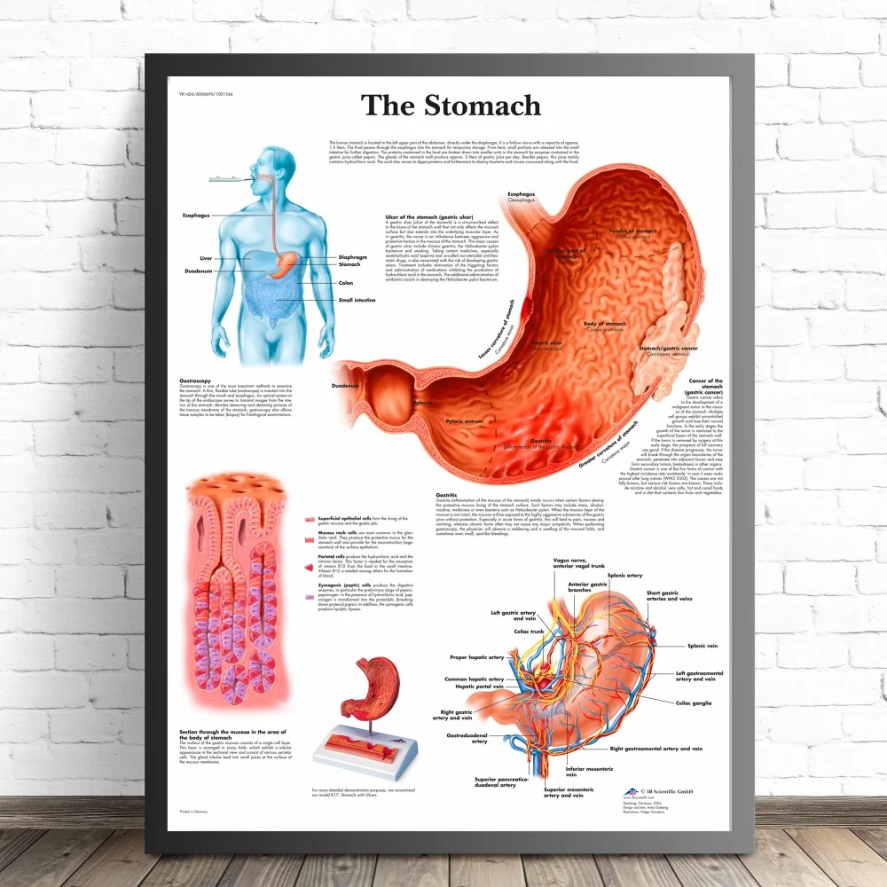 Human Organs Anatomy Medical Canvas Art Painting Posters And Prints Wall Pictures Living Room Decorative Home Decor No Frame