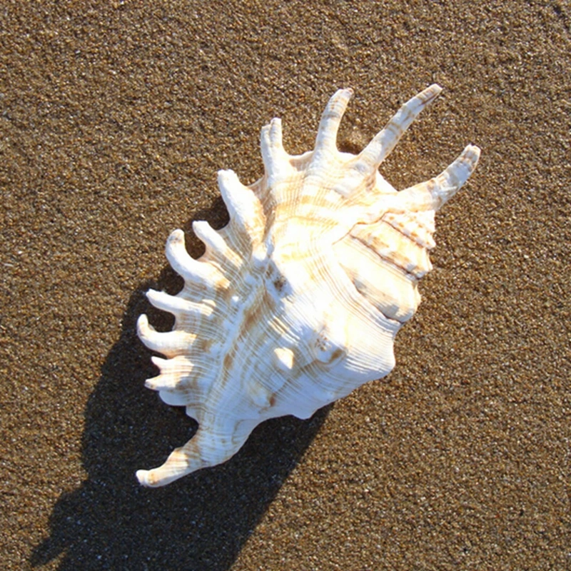 

10-13CM Lambis Digitata Natural Conch Specimens Household Adornment Furnishing Articles Art Collection