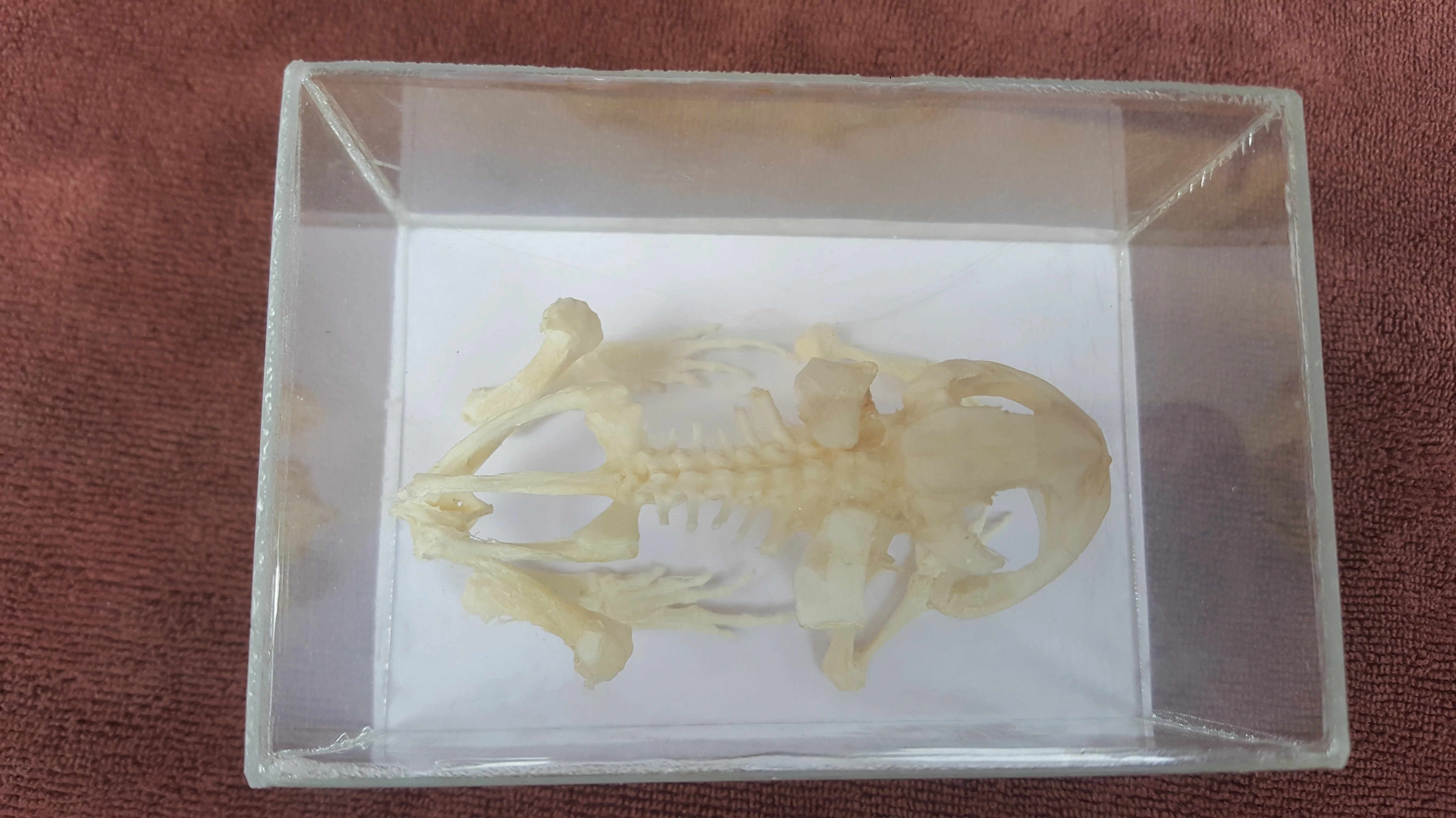 

Handemade Frog Skeleton Real Toad skeleton Bone Skeleton Intermediate Animal Taxidermy wares Bar Weird Stuff Teaching frog