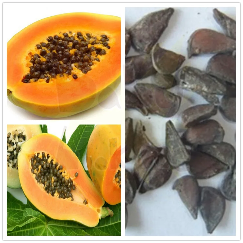 Семена Папайи Купить В Аптеке