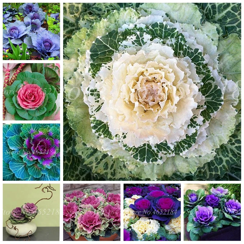 

100 Pcs / Bag Colorful Kale Flower Outdoor Ornamental Cabbage Vegetable Bonsai & Potted Plant Flowering Garden Flower Pot Decor