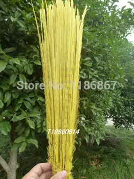 

Free Shipping 20pcs/lot ringneck pheasant tail feather 50-55cm 20-22" off yellow dyed pheasant feather tail wedding decor