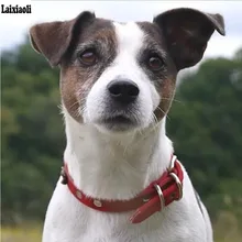 Полная квадратная круглая Алмазная картина вышивка крестиком "Джек Рассел терьер" ПЭТ Алмазная вышивка собака мозаика алмаз на заказ, Настенный декор