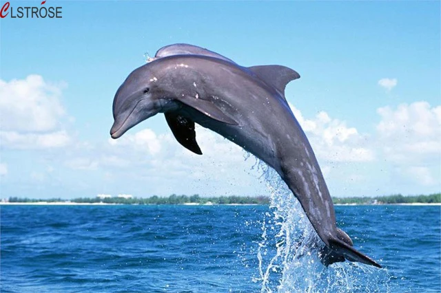 clstrose diving dolphin in