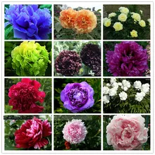 15pcs/ peony seeds. Paeonia suffruticosa 12 colors indoor bonsai flower seeds for Home garden plant peony flower seeds