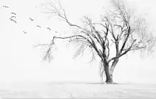 Luxury Blackout 3D Window Curtains For Living Room Bedroom a tree wild bird bird background wall Luxury Blackout 3D Window Curtains For Living Room Bedroom a tree wild bird bird background wall