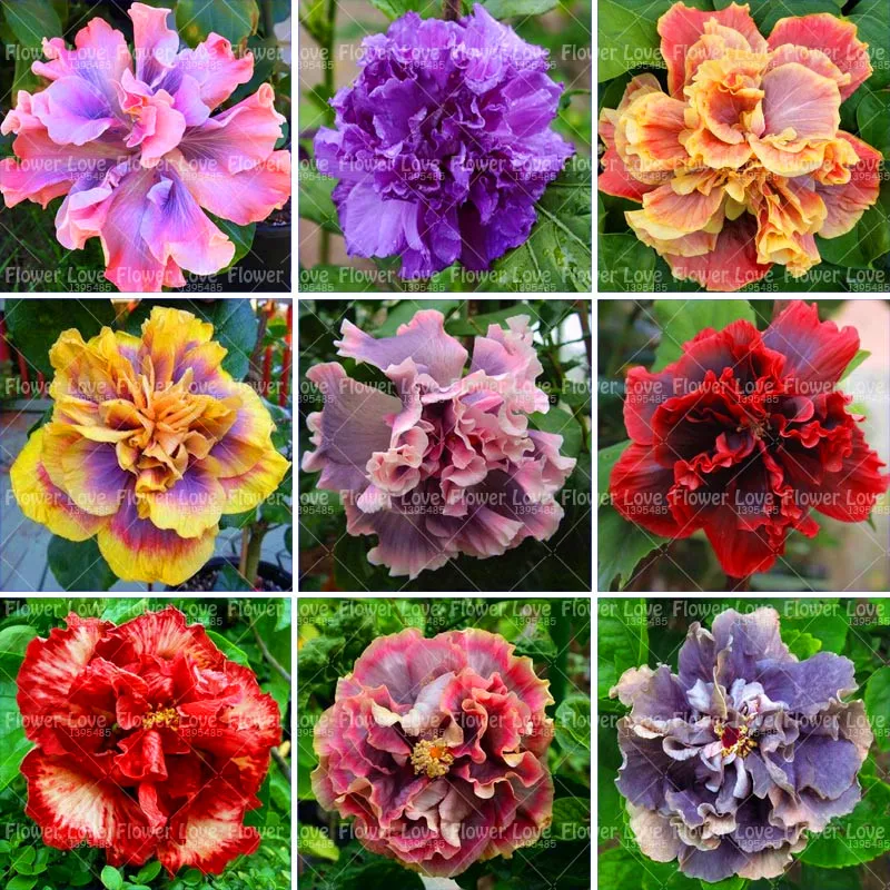 100PCS Giant Double Hibiscus Beautiful Bonsai Flower Perennial Plants Potted Flower For Home Garden Planting