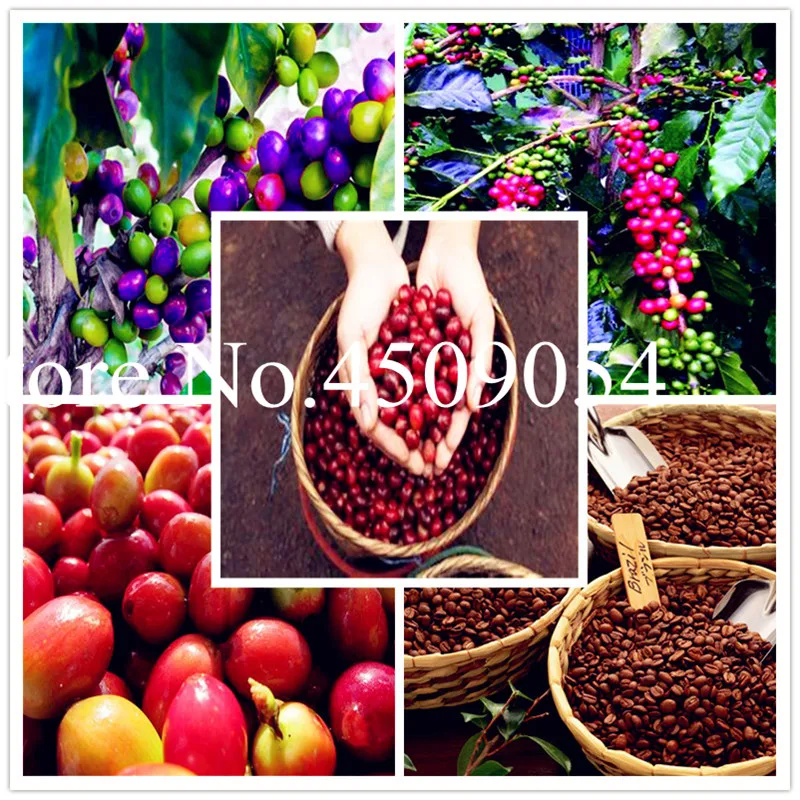 20 Pcs Coffee Bean Bonsai Home grown Cocoa Bean Bonsai Balcony Tree