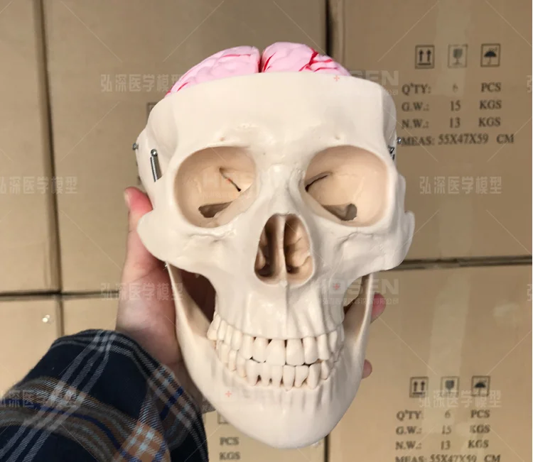 1:1 человеческий череп головы Скелет с 8 частей мозговой стволовой модели комплект, Размер жизни череп модель с 8 частями