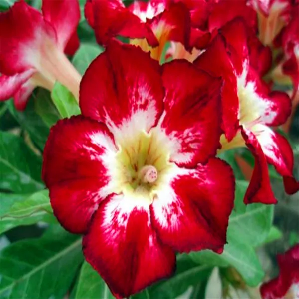 20 pcs 100% True Desert Rose plants Exotic Adenium Obesum plants Flower Bonsai plants Air Purification Home Garden Potted Flower