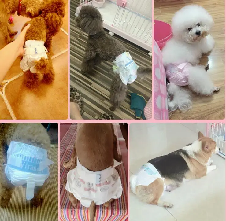pet-diapers (13)