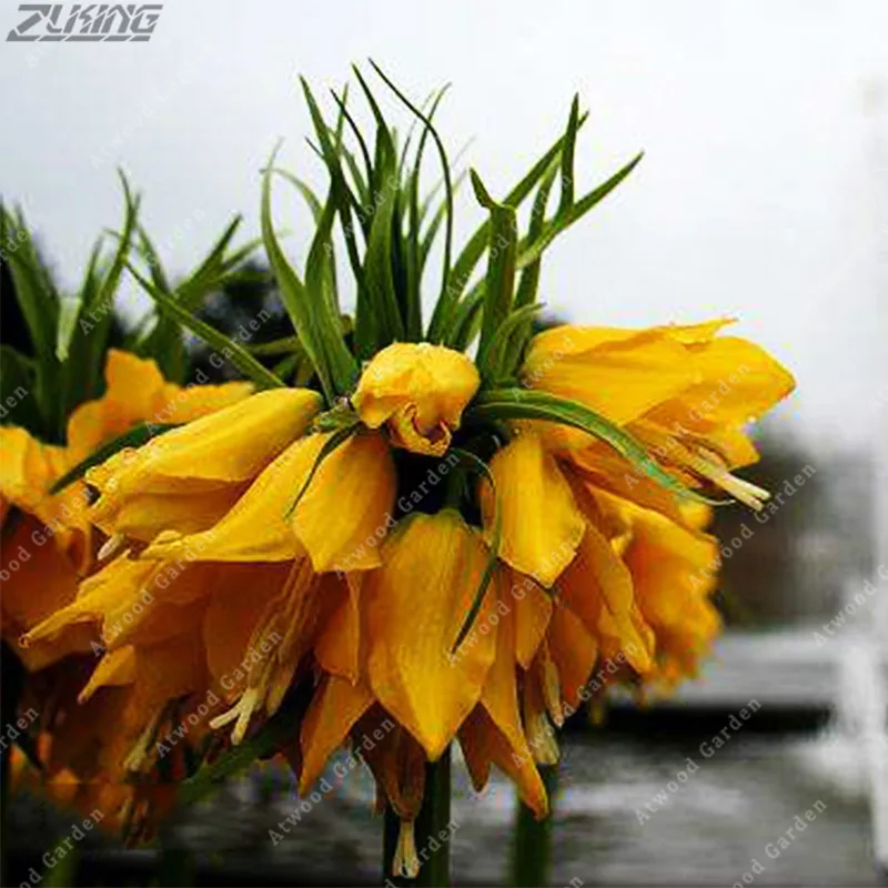 

ZLKING 100 PCS Chinese Perennial Flowers Yellow Fritillaria Bonsai Fast Growing Unique Garden Exotic Ornamental Plants