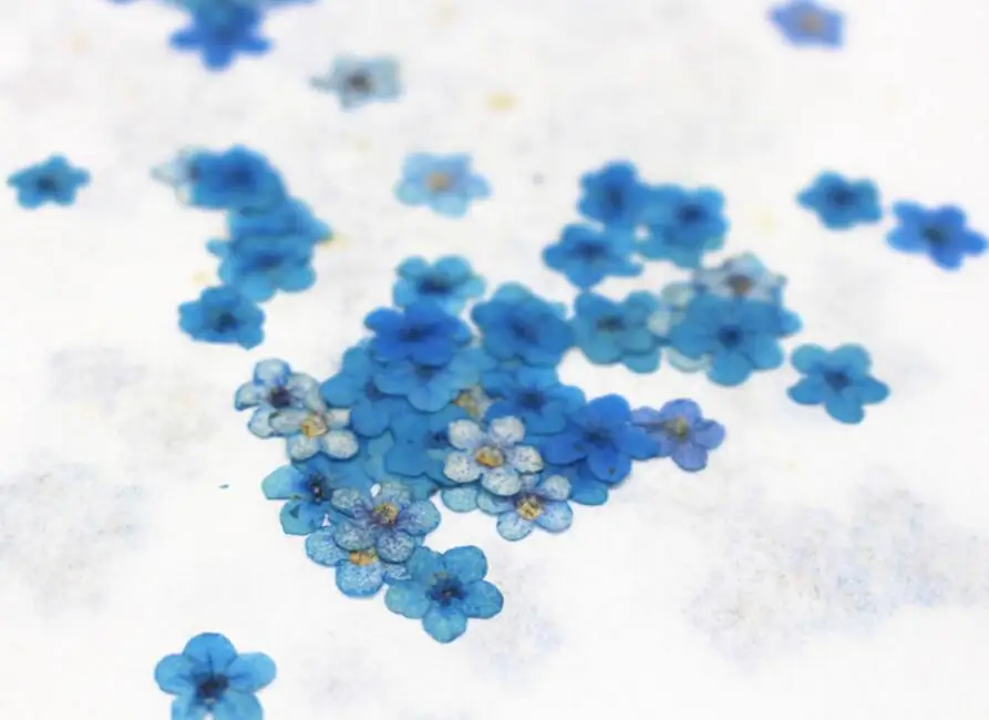 100 шт. прессованный высушенный окрашенный синий Myosotis sylgatica Forgetmenot цветочный