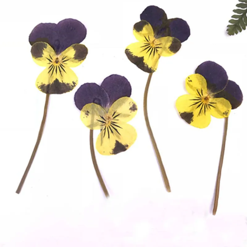 带枝黄紫色 Flower 1.5-3CM