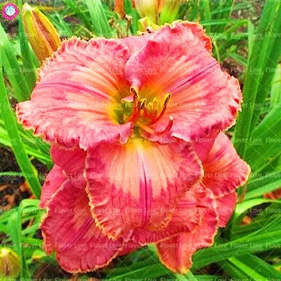 Шт. 20 шт. карликовые деревья Daylily цветы растения Hemerocallis лилии Крытый Бонсай цветочных растений многолетних растений для дома и сада украшени... Шт. 20 шт. карликовые деревья Daylily цветы растения Hemerocallis лилии Крытый Бонсай цветочных растений многолетних растений для дома и сада украшени...