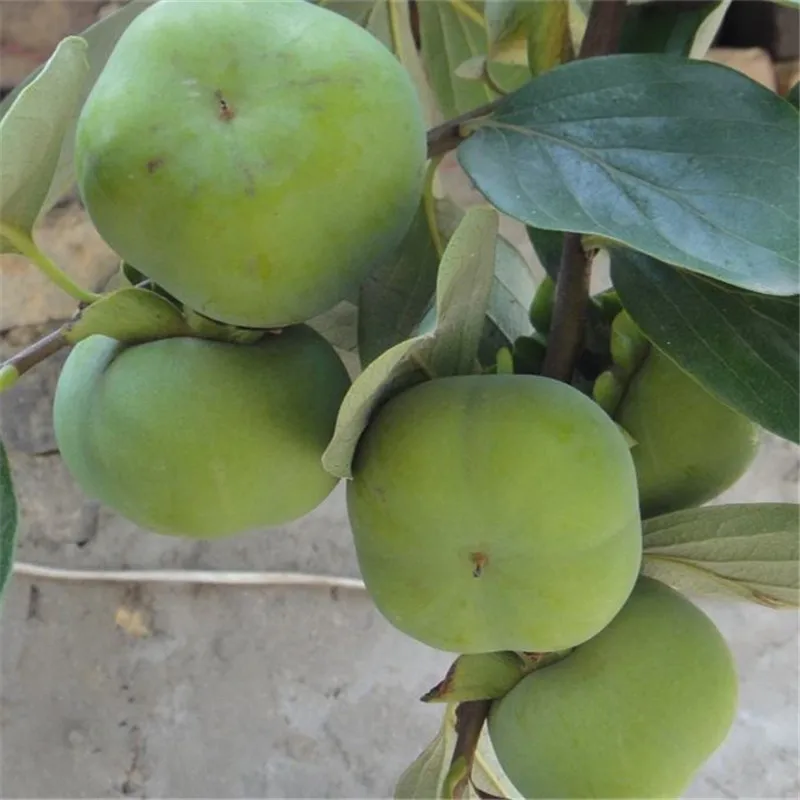 50 Pcs Persimmon plant Diospyros Kaki Non-GMO Delicious Fruit Tree Home Garden Bonsai Plant sementes da fruta Easy Growing