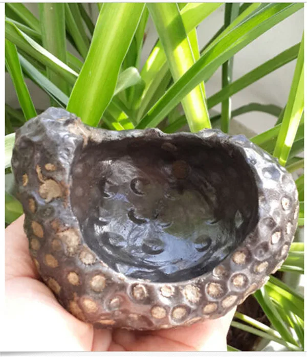 

291g NATURAL Coral insect Fossilized fossil CRYSTAL Ashtray YL-J0704