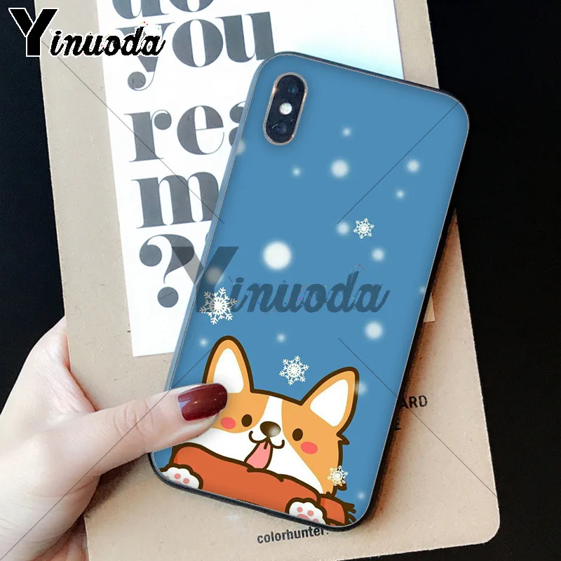 cute Corgi dog