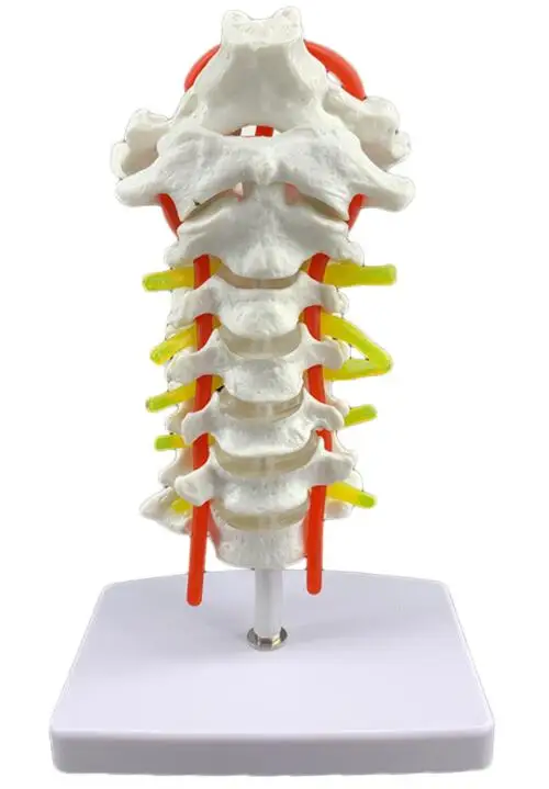 Модель шейного отдела позвоночника человека шейный отдел позвоночника с сонной артерии задний затылок межпозвоночного диска