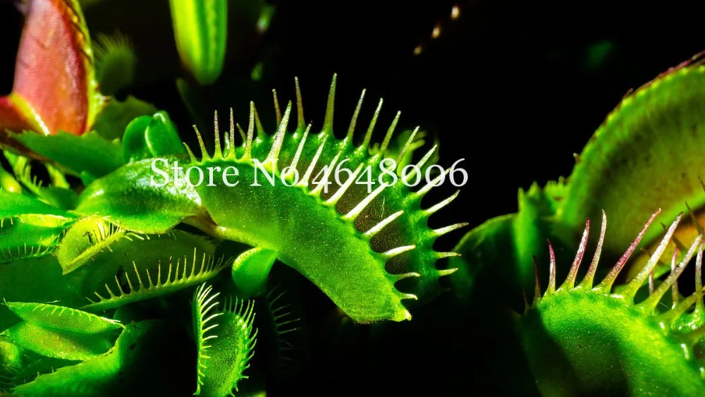 300 Pcs Striped Nepenthes Bonsai, Eating Mosquito Enchantress Carnivorous Plants Tropical Pitcher Catch Insect Garden Flower Pot