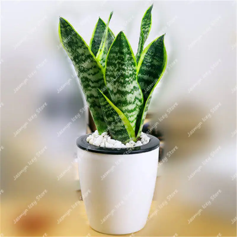 100 шт змея растение бонсай многолетний Sansevieria Trifasciata Prain горшечные суккулентные листва растения для украшения дома и сада