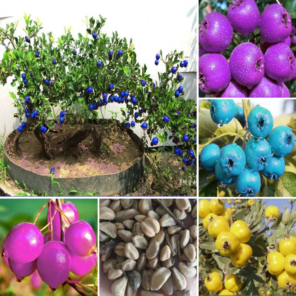 15PCs Crataegus Monogyna Hawthorn Bonsai Fruit Tree Seeds Pure Bonsai