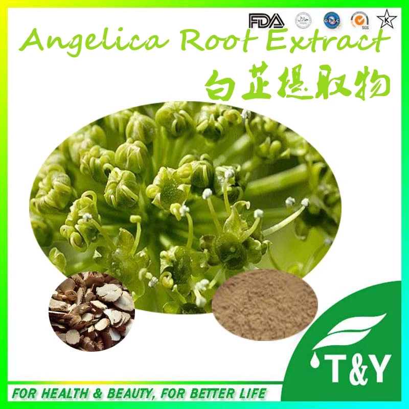 

Angelica Root  Extract from professional supplier 100g