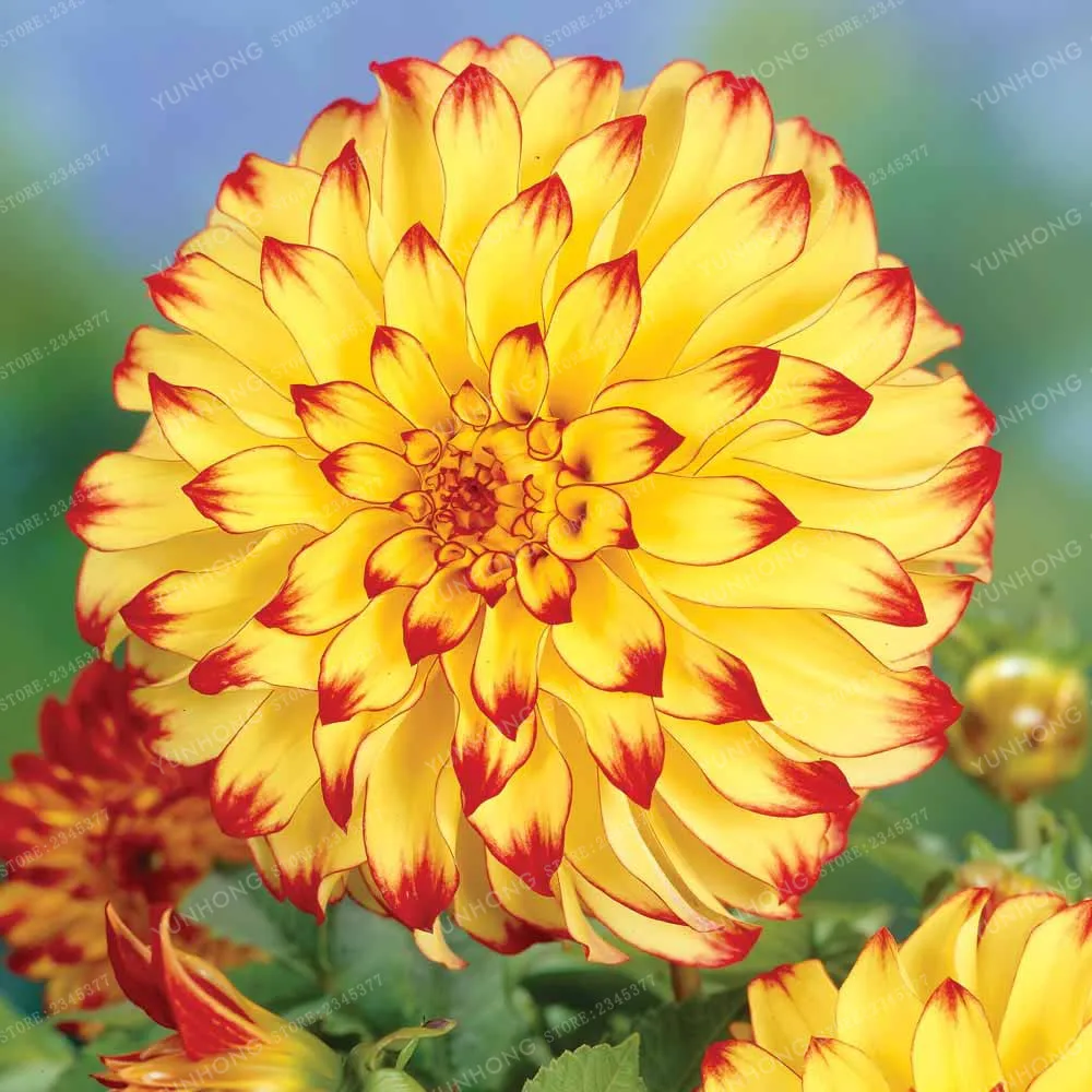 aeProduct.getSubject()