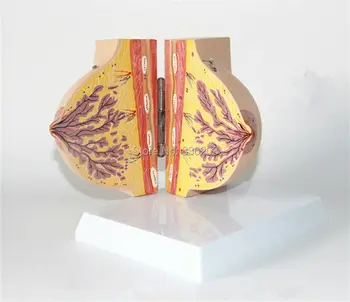 

Human anatomy Female Breast Section Model in Resting Period genital skeleton anatomical Syringe syringe model Corset for posture