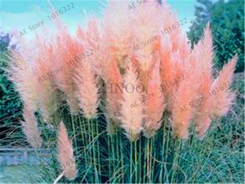 Большая распродажа! Pampas трава бонсай цветные домашние садовые растения очень красивые цветы Флорес декоративные 400 шт,# PGYT8A - Цвет: 7
