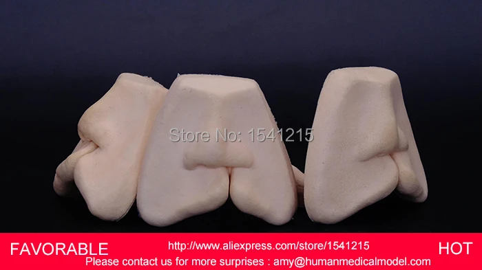 

DENTAL TEACHING MODEL,ADULT DENTAL TEETH MODEL,ANATOMIACL TOOTH MODELS,MOUTH ORAL CARE ,CLEFT LIP STITCHED MODEL-GASEN-DEN0020