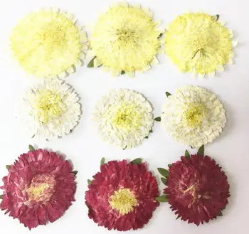 

60pcs Pressed Dried 2-4cm Yellow/White/Wine Red Daisy Flower Plant Herbarium For Jewelry Phone Case Photo Frame DIY Making