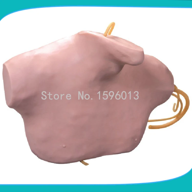 Central Venous Catheterization Simulator model,Central Venous Puncture and Catheterization Model Central Venous Catheterization Simulator model,Central Venous Puncture and Catheterization Model