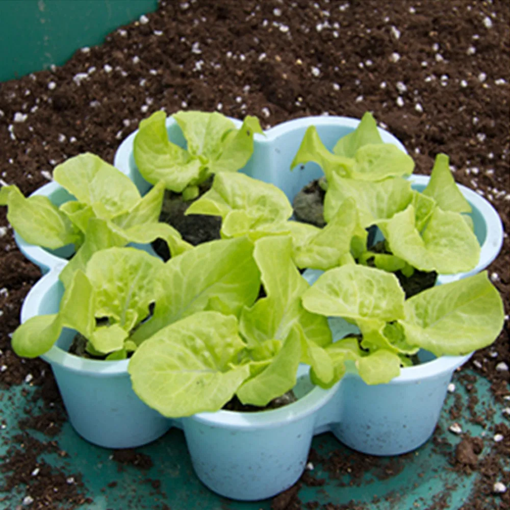 

Domestic Seedling Blocks Compacted Peat Blocks Magic Soil Media Jiffy Seedling Blocks Indoor Gardening Hydroponics