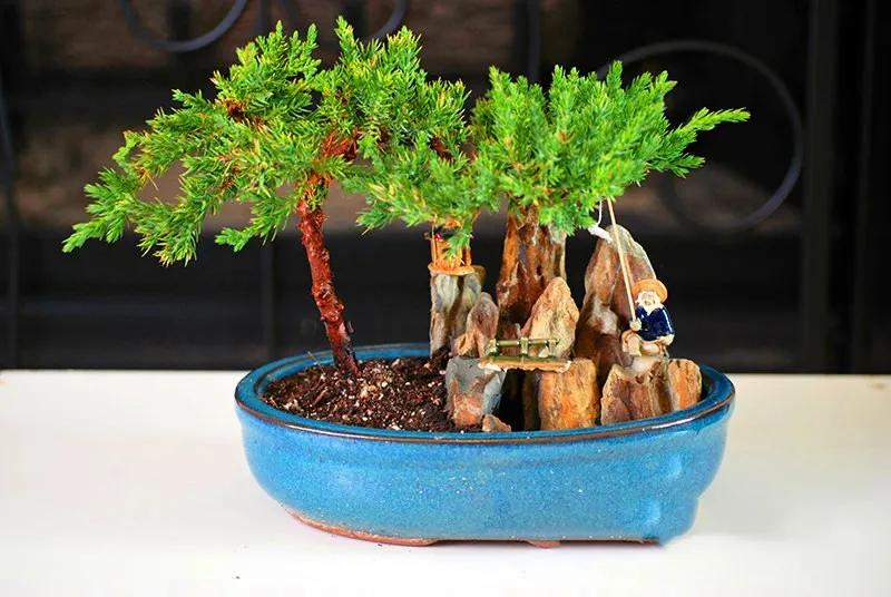 Best-Selling-50-Pieces-Pack-juniper-bonsai-tree-potted-flowers-office-bonsai-purify-the-air-absorb(1)