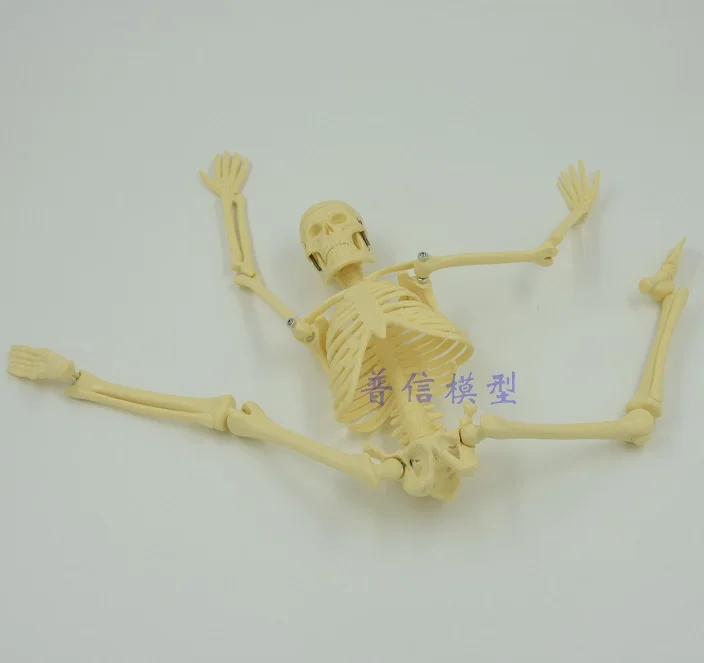 45cm small Skeleton model human Medical Science bone model